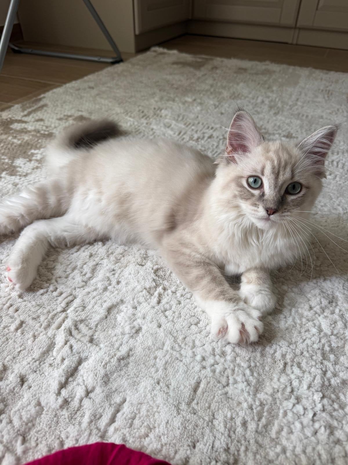 Ragdoll kitten (Blue Mink lynx mitted), Dieren en Toebehoren, Poes, Gechipt, 0 tot 2 jaar