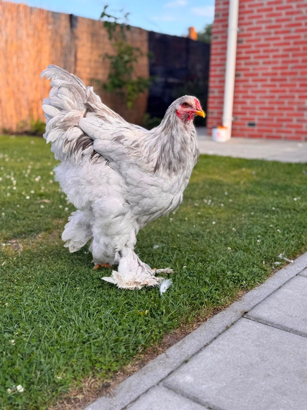 Jonge bramha buff haan, Dieren en Toebehoren, Pluimvee, Mannelijk, Kip