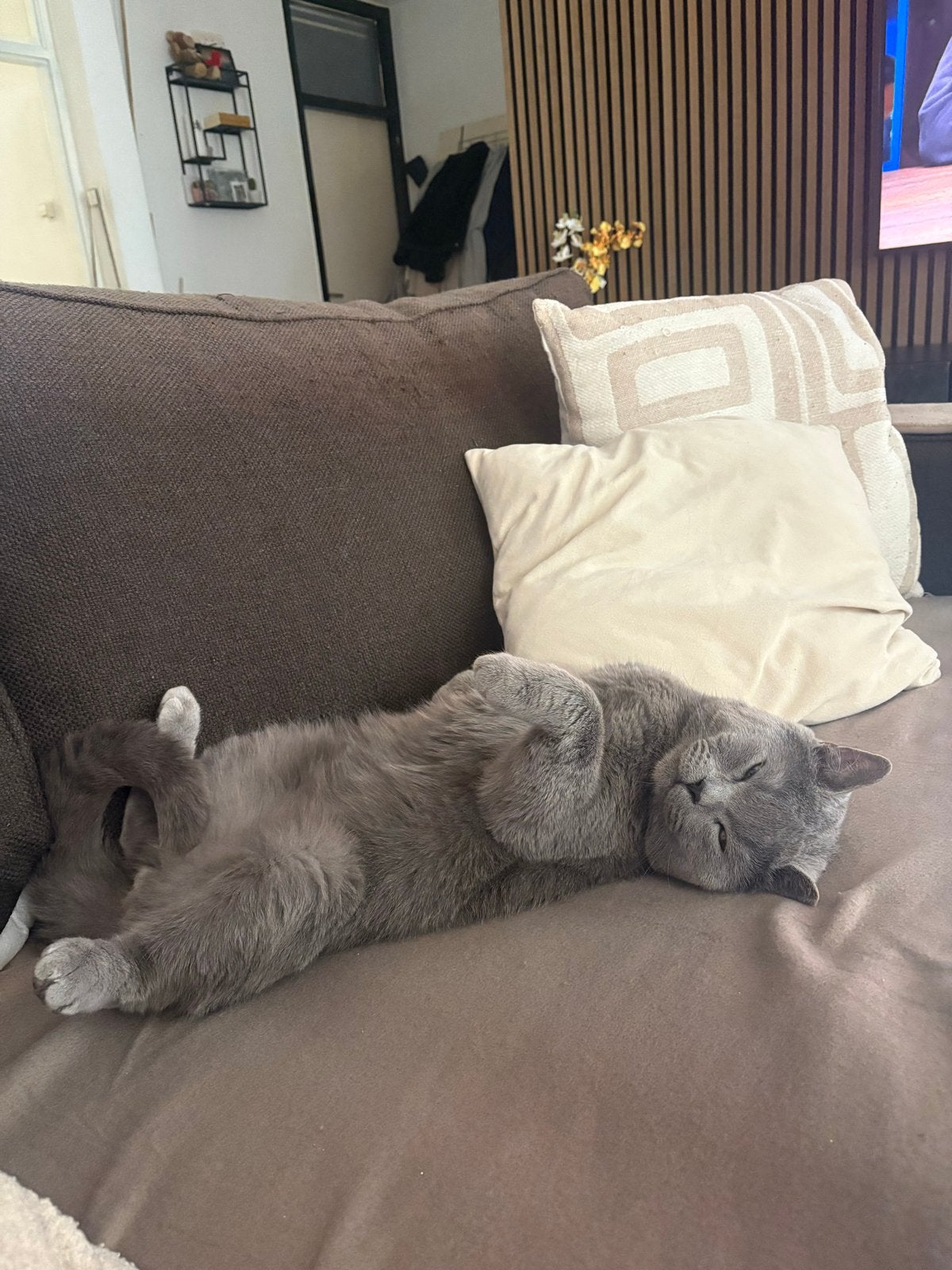 Lieve Britse Korthaar Milo zoekt een gouden mandje, Kater, Kortharig, 3 tot 5 jaar