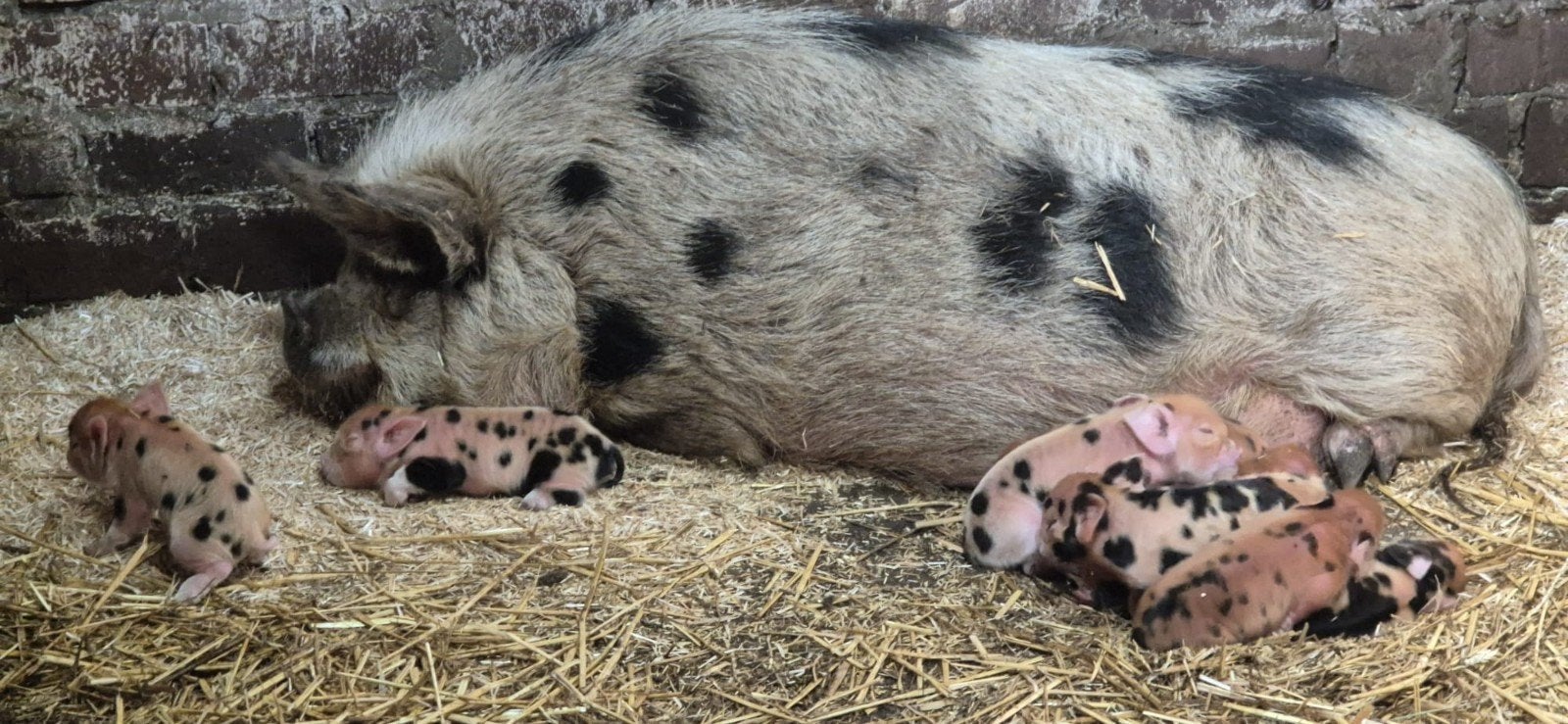 Kune Kune biggen met stamboom, Mannelijk, Varken, 0 tot 2 jaar
