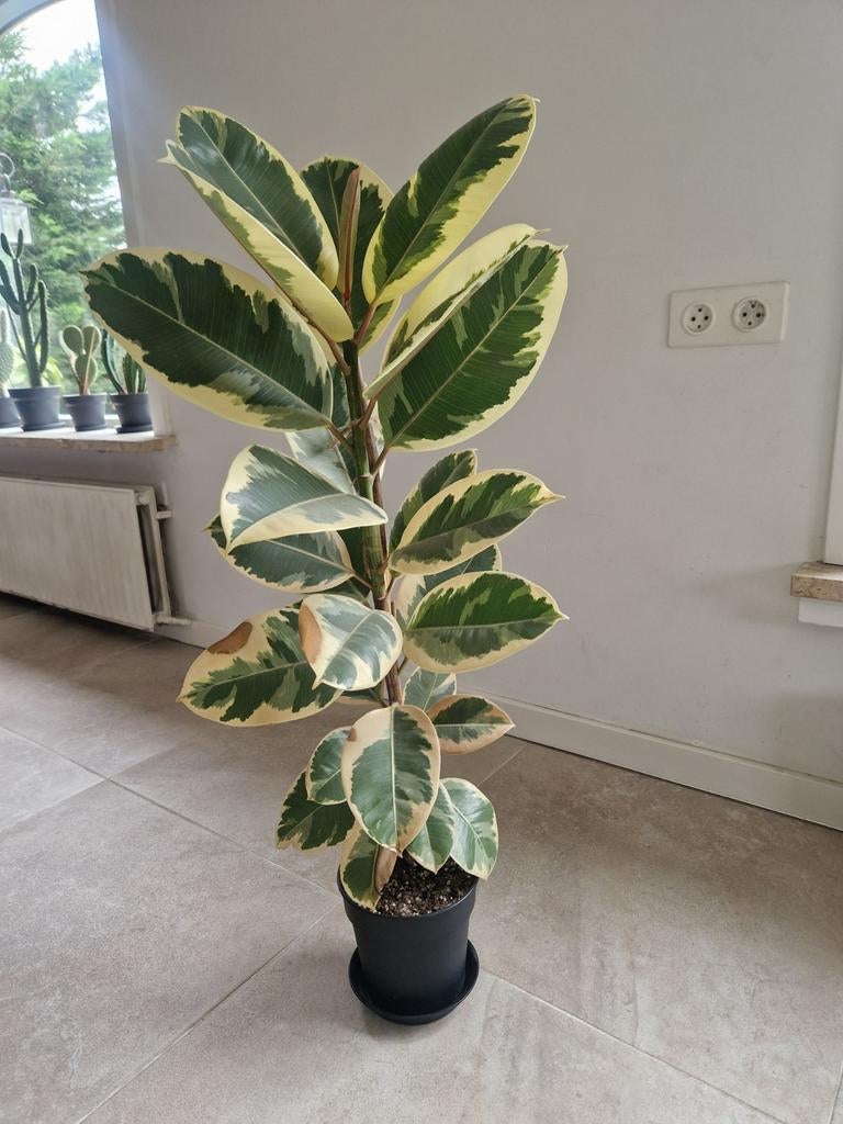 Ficus plant, Huis en Inrichting, Kamerplanten, Ophalen, Ficus, Halfschaduw, Minder dan 100 cm