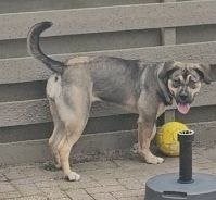 hond zoekt nieuw baasje, Dieren en Toebehoren, Teef, Groot, Eén hond, 3 tot 5 jaar