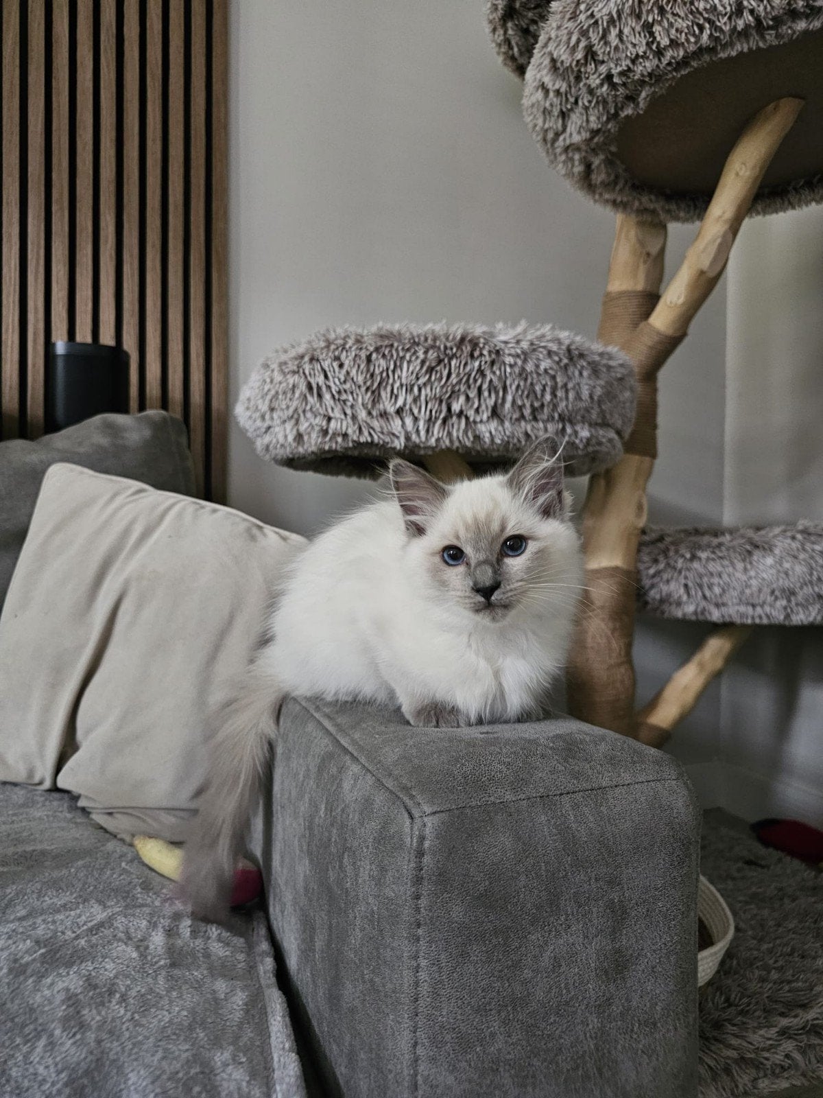 Ragdoll kittens met stamboom ouders volledig getest, Meerdere dieren, Met stamboom, 0 tot 2 jaar