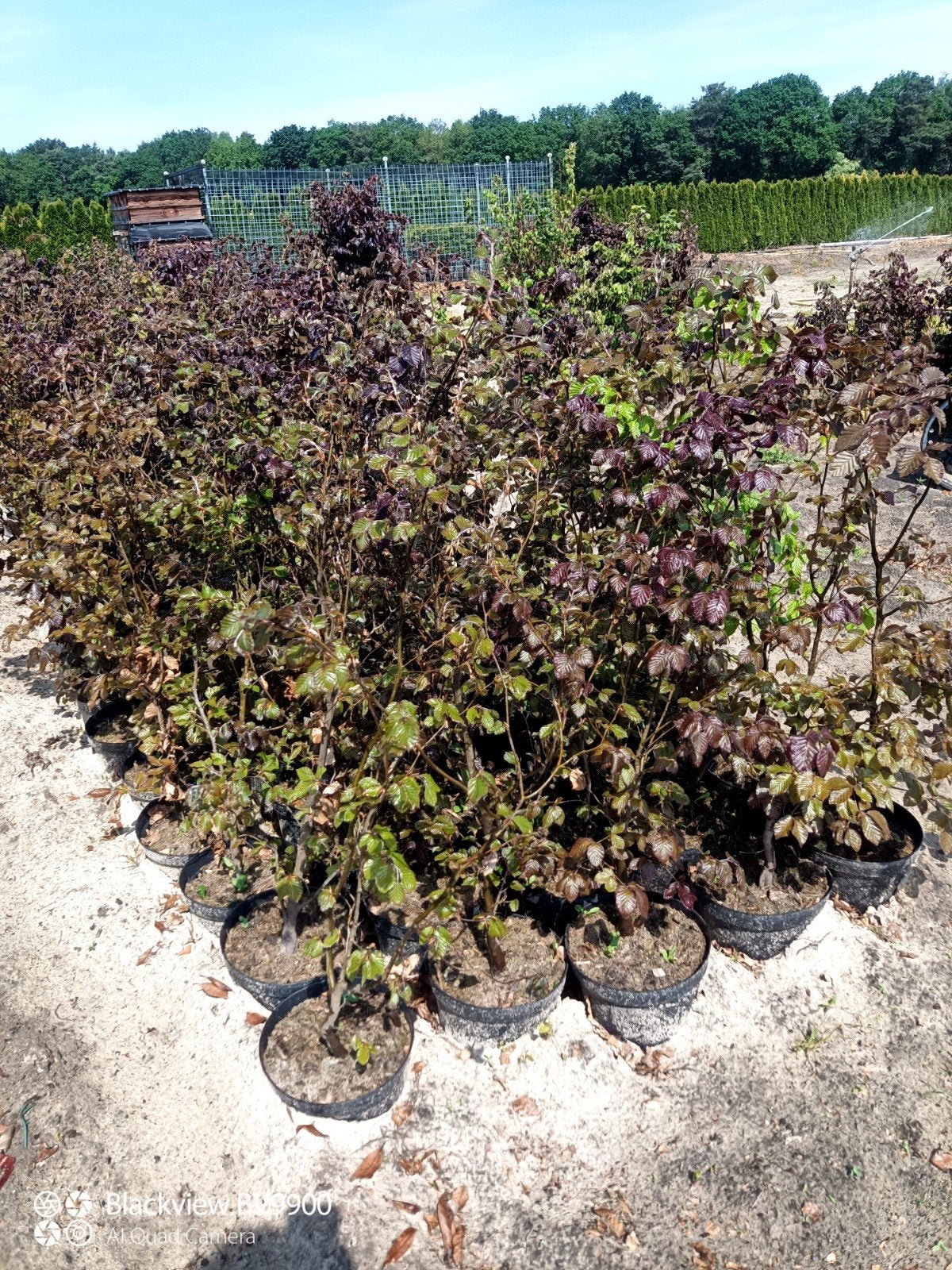 90 rode beuk fagus sylvatica atrop 100-125cm in pot haag, Ophalen of Verzenden, Beukenhaag, Struik, 100 tot 250 cm