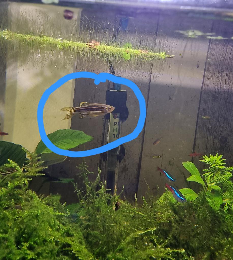 Zebra Danio sluier, Dieren en Toebehoren, Vis, Zoetwatervis
