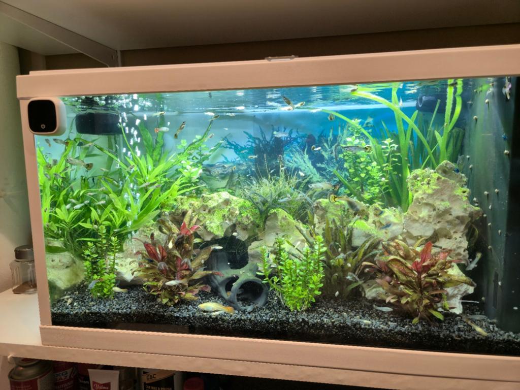 Guppies tekoop 10 voor €5, Dieren en Toebehoren, Ophalen of Verzenden