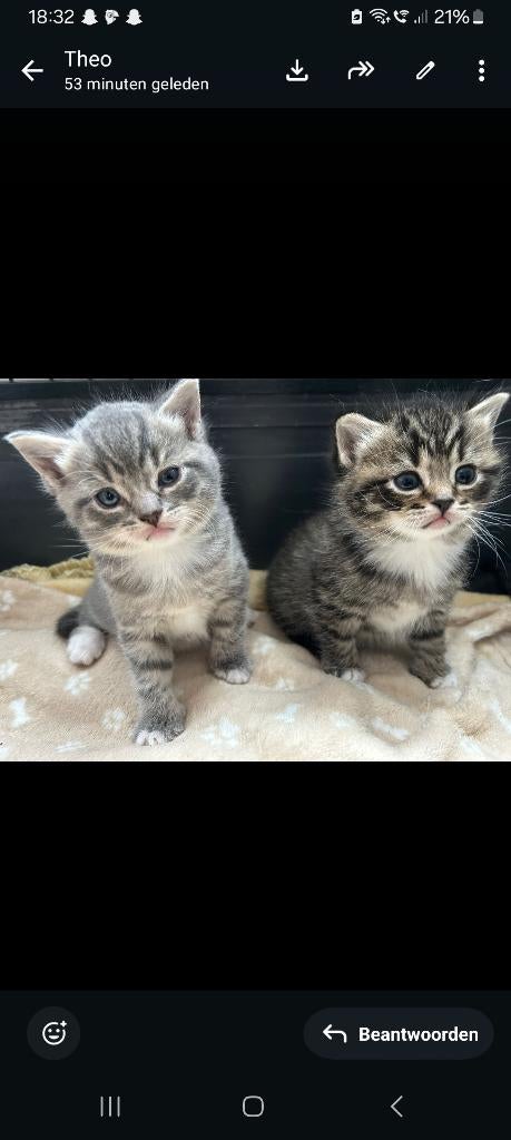 Lieve halve britse korthaar kittens, Meerdere dieren, Ontwormd, 0 tot 2 jaar