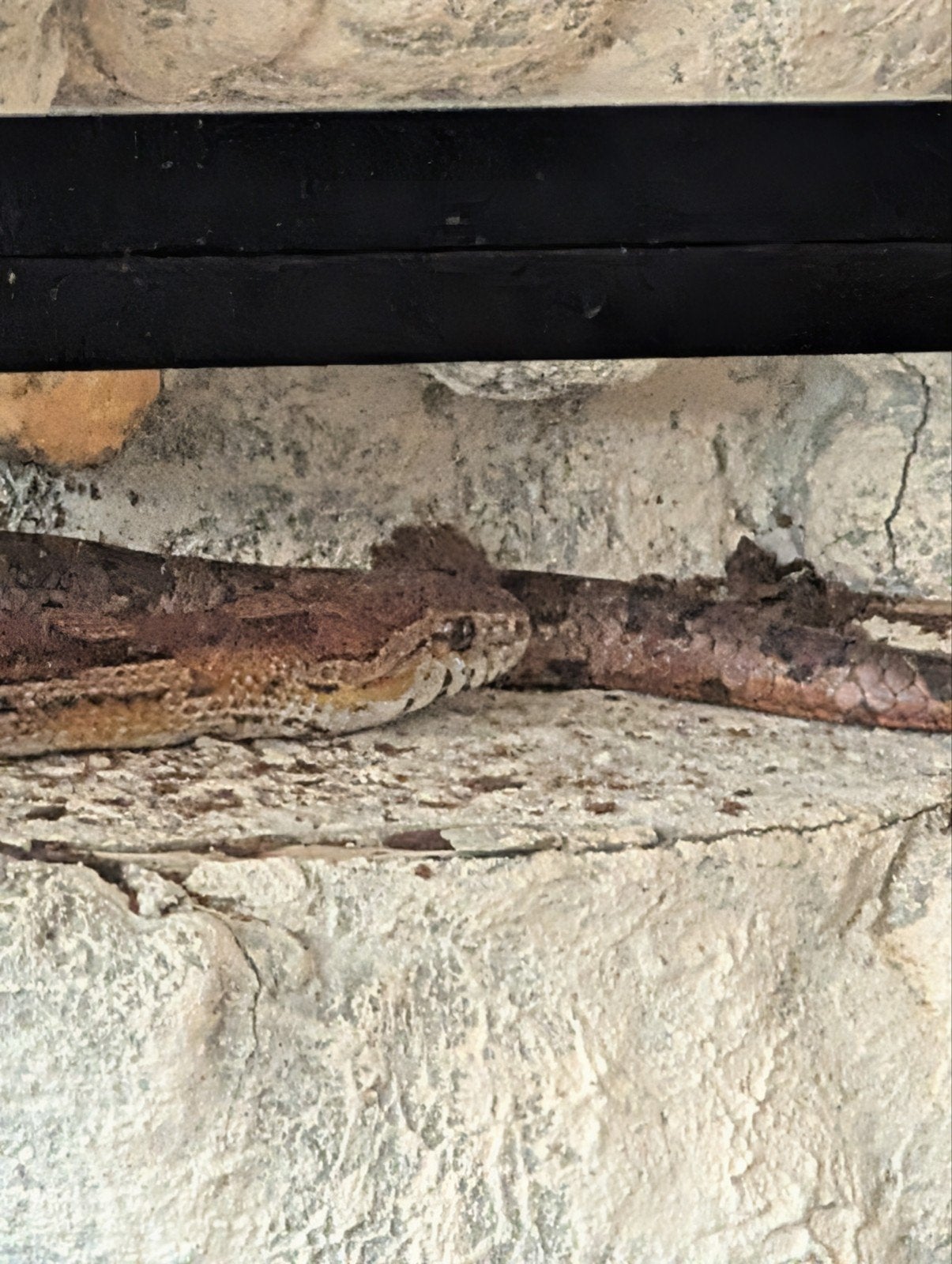 Volwassen Rattenslang met groot terrarium Rat Snake photo 8