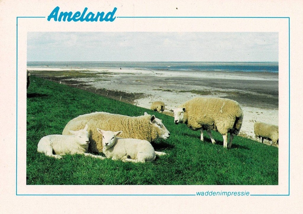 Ameland, Schapen, Verzenden, 1960 tot 1980, Gelopen, Waddeneilanden
