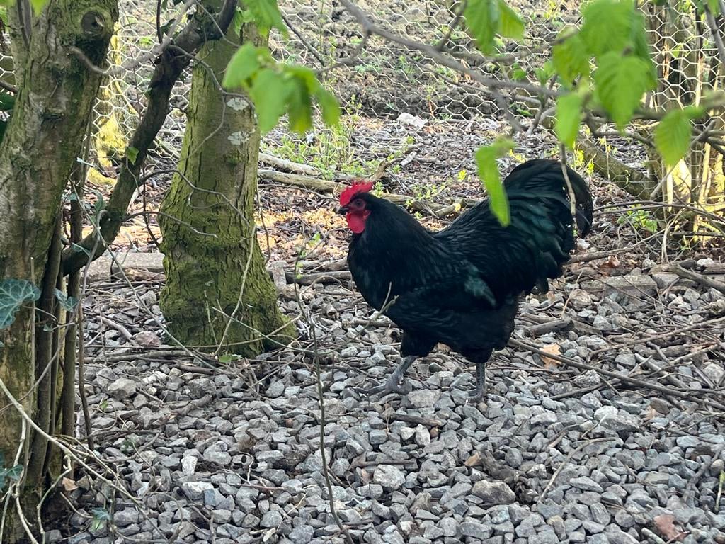 Australorp haan, Dieren en Toebehoren, Mannelijk, Kip