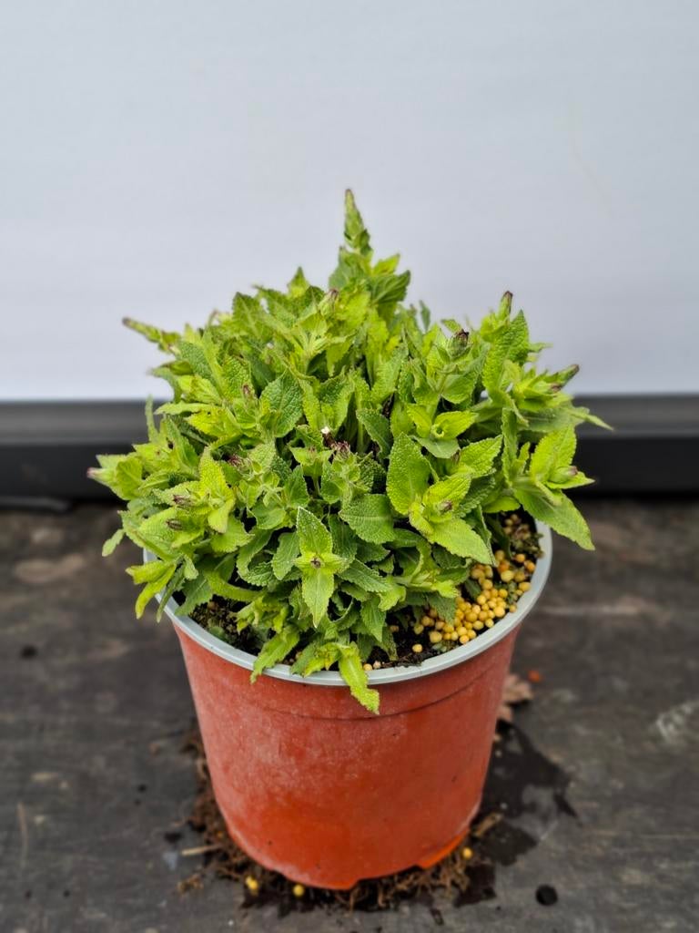 Salvia ostfriesland, Volle zon, Vaste plant, Zomer, Ophalen