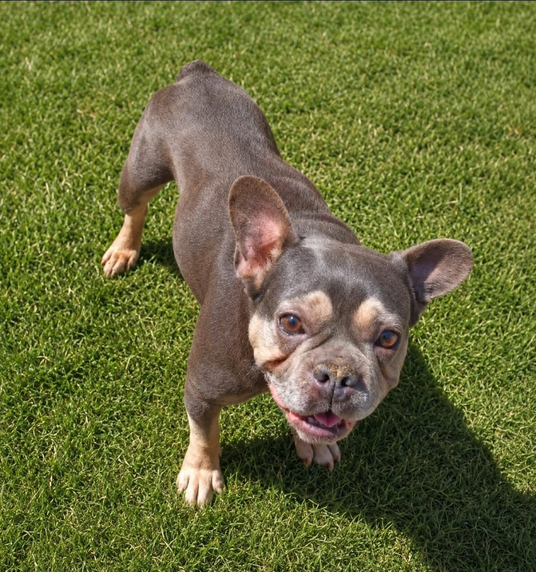 franse bulldog dekreu blue-tan, Reu, 1 tot 2 jaar, Parvo, Meerdere