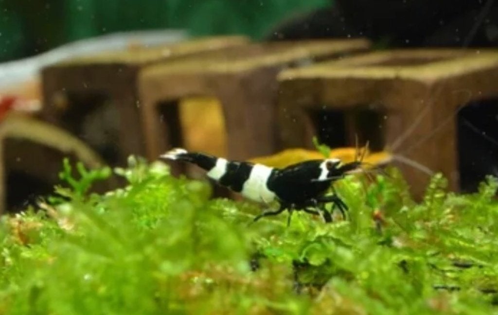 Black King Kong Shrimp (Caridina) op gewoon leidingwater, Dieren en Toebehoren, Kreeft, Krab of Garnaal, Zoetwatervis, Schoolvis