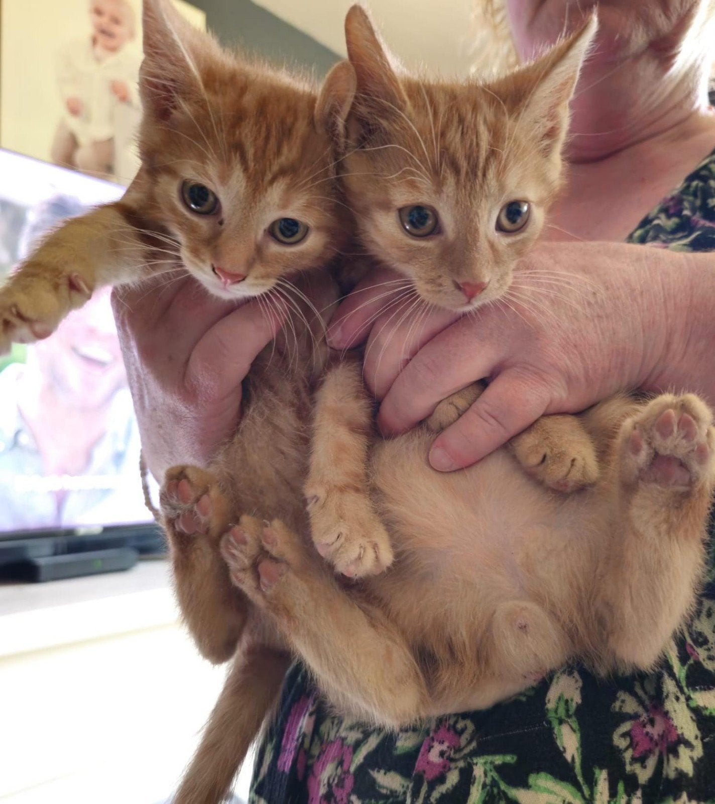 Titel: Vijf lieve jonge kittens zoeken een fijn thuis

Wij h, Dieren en Toebehoren, Meerdere dieren