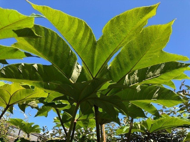 Rijstpapier plant 'Tetrapanax Papyrifera Rex' diverse maten, Tuin en Terras, Planten | Tuinplanten, Vaste plant, Overige soorten