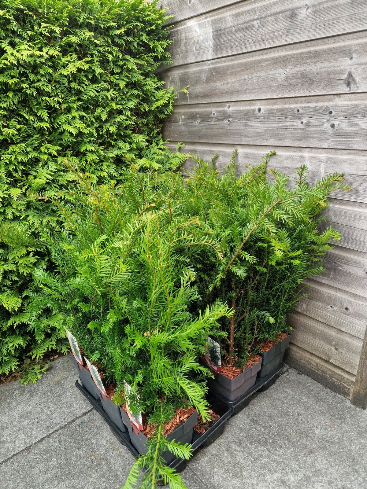 11 Taxus Baccata planten voor haag of solitair, Vaste plant, Bloeit niet, Halfschaduw, Ophalen