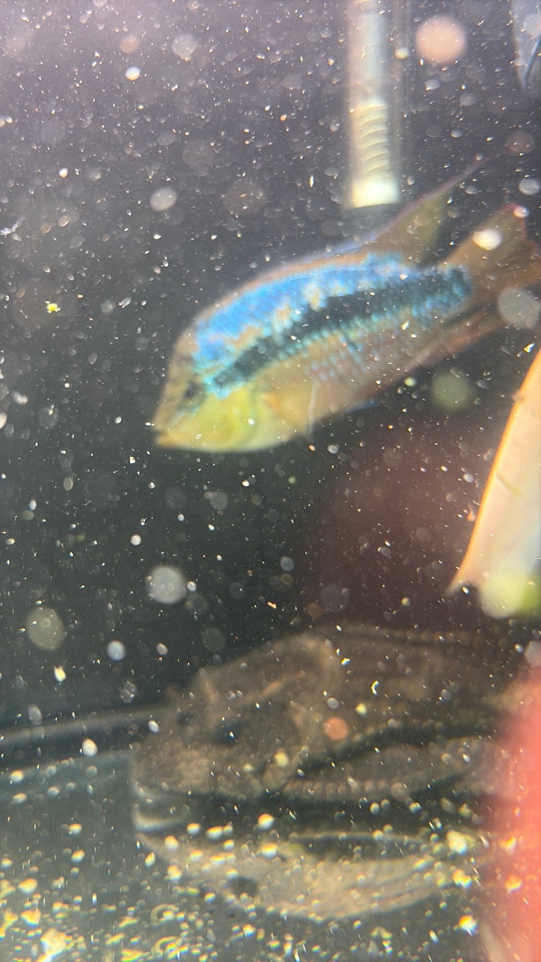 Prachtige mooie cichlide vis te koop, Karper of Koi