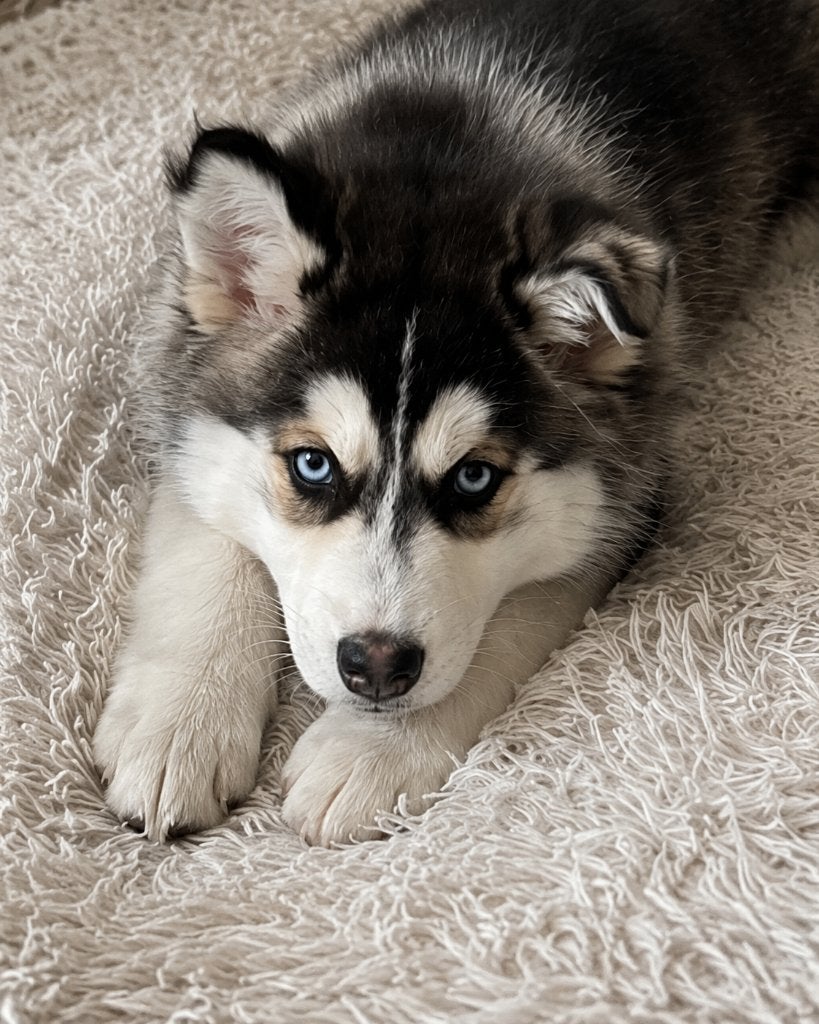 Australian Shepard/Husky Pup, 15 weken tot 1 jaar, Teef, Eén hond, Middel