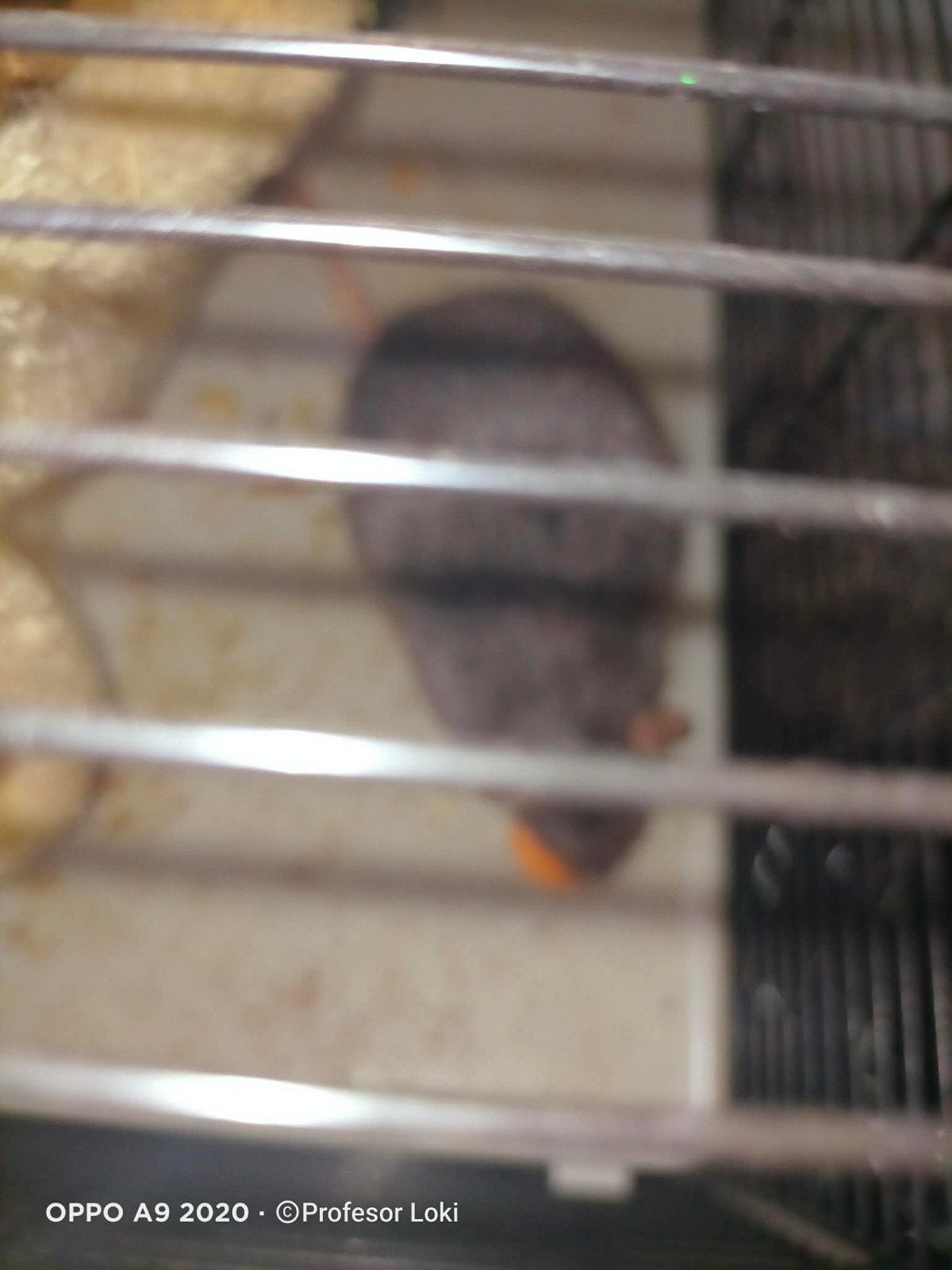 Lieve tamme rat, Dieren en Toebehoren, Knaagdieren, Rat, Vrouwelijk, November, Tam