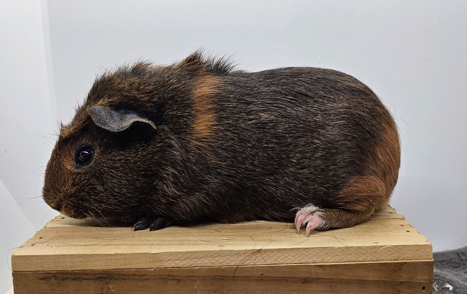 Skinnydrager beertje, Cavia, Mannelijk, Mei, Tam
