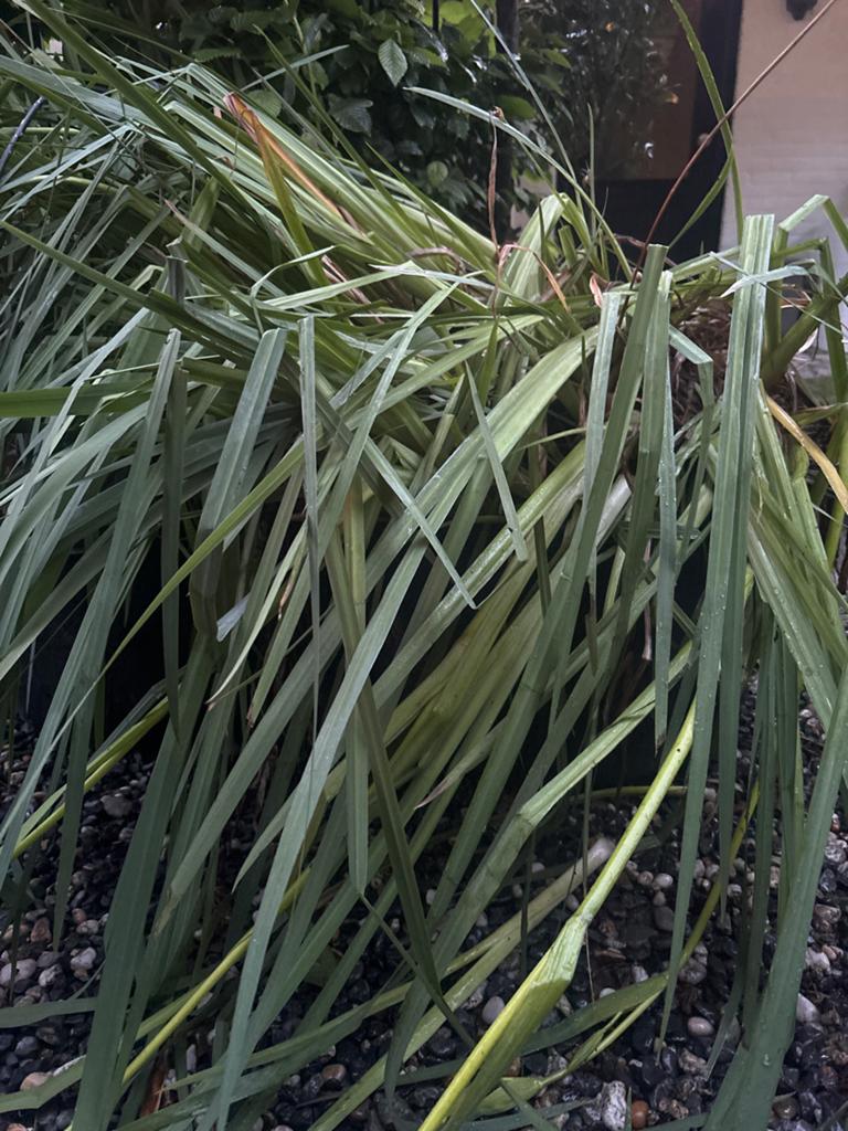 Gele Lis - Prachtige Vijverplant voor uw Tuin, Ophalen, Volle zon, Vaste plant, Zomer
