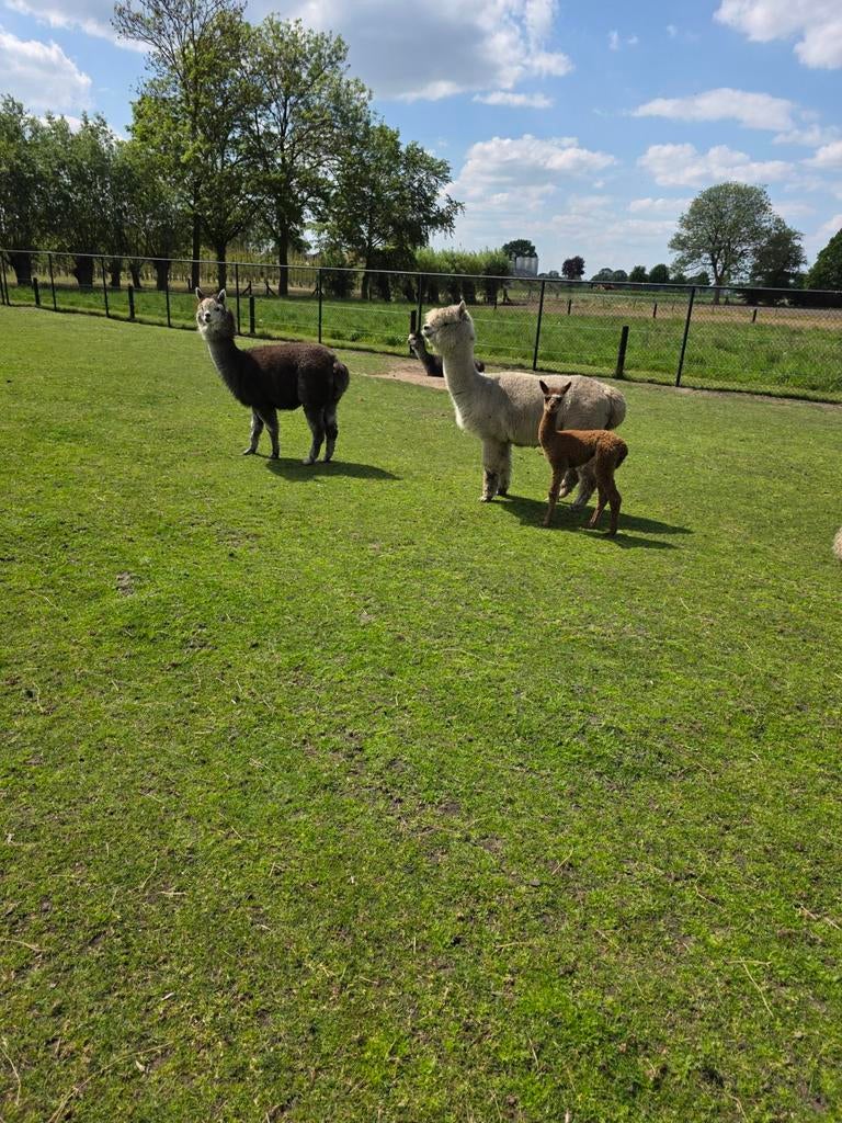 Alpaca merrie met jonge merrie, April, Vrouwelijk