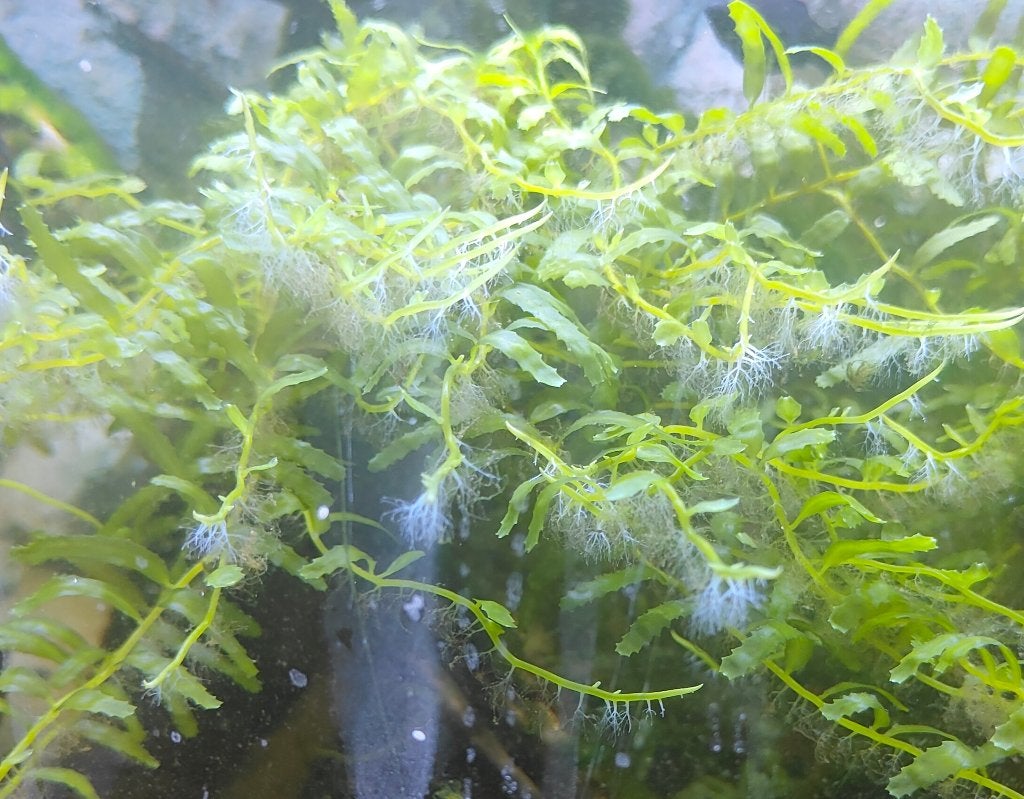 Caulerpa Verticillata (Macroalgen / Zeewier, Dieren en Toebehoren, Ophalen, Nieuw, Plant(en), Steen of Hout