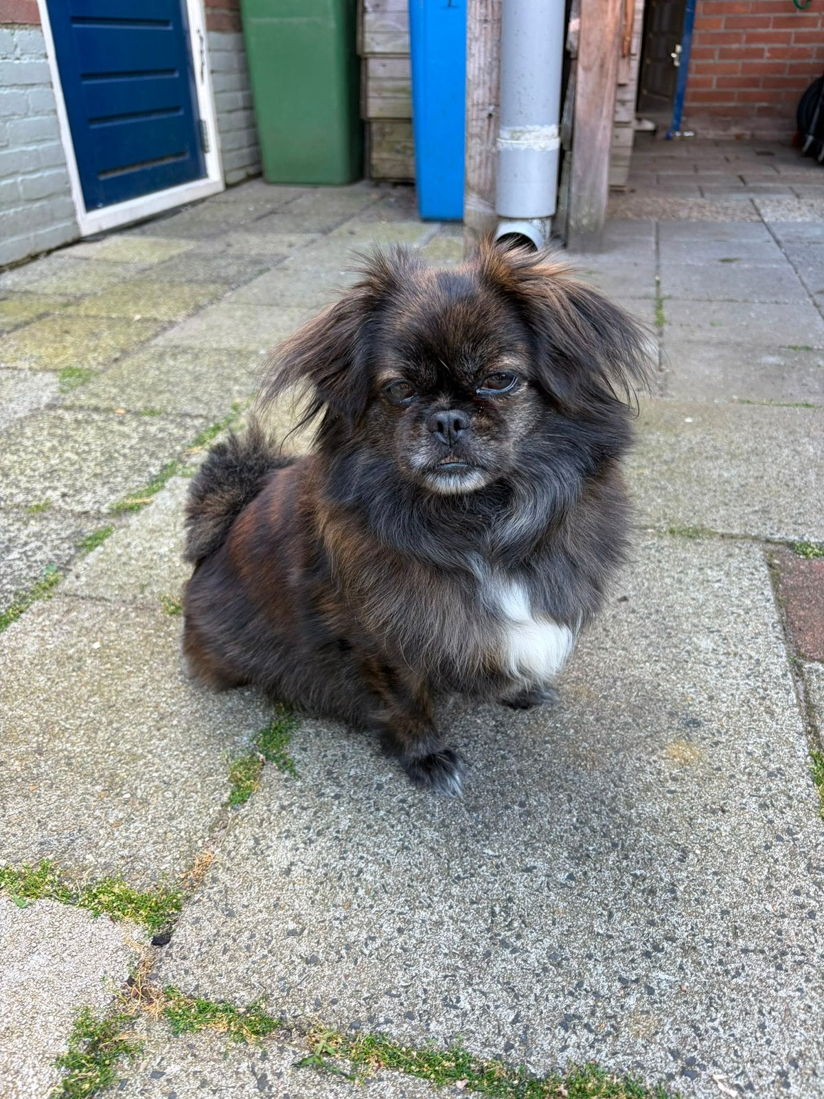 Boomer hondje genaamd Gucci, Reu, Eén hond, Klein, 3 tot 5 jaar