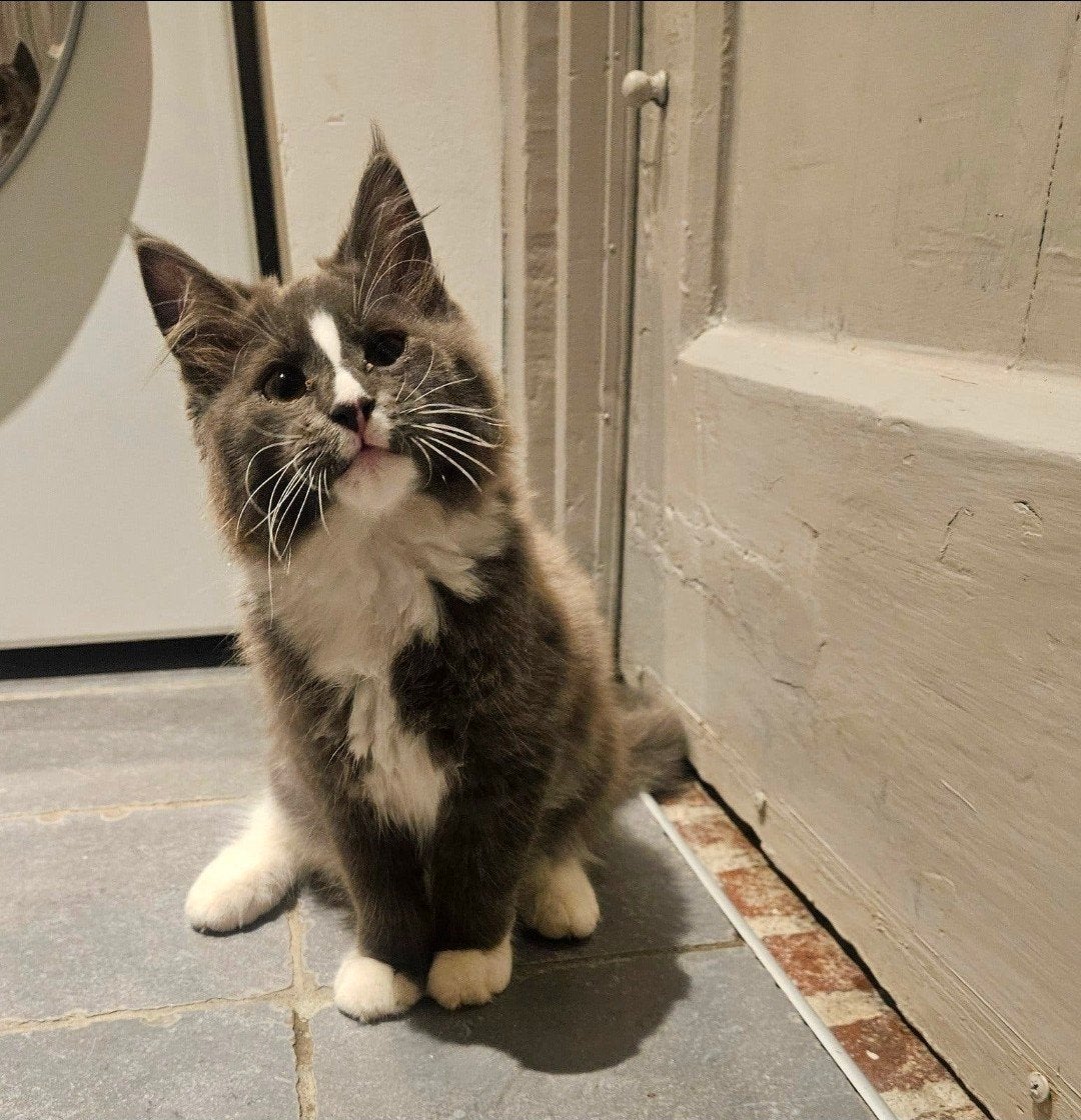 schitterend Maine coon poesje kitten, Dieren en Toebehoren, Katten en Kittens | Raskatten | Langhaar, Poes, Met stamboom, 0 tot 2 jaar