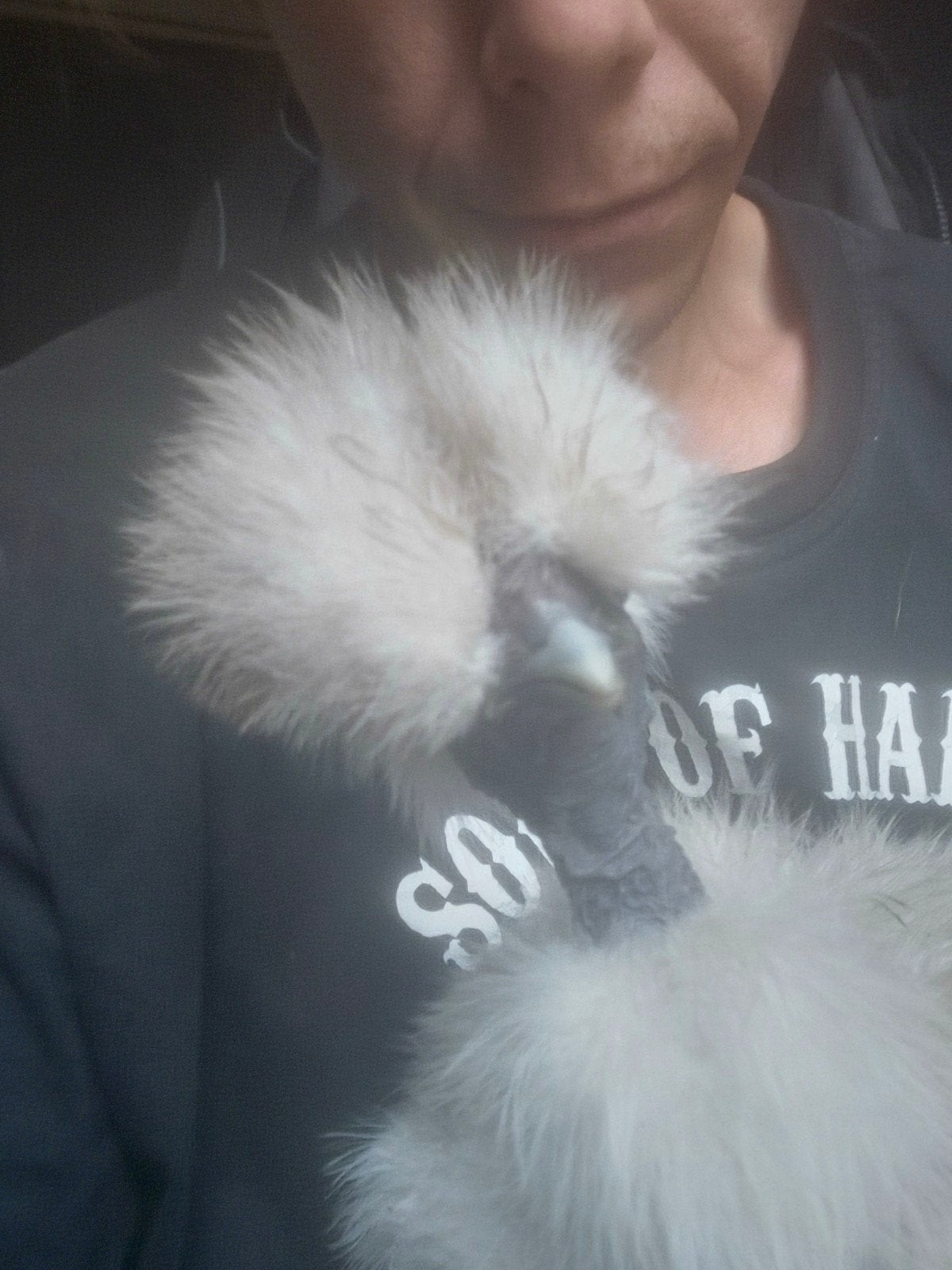 Kuikens, zijdehoentjes ( USA Silkies ), Geslacht onbekend, Kip
