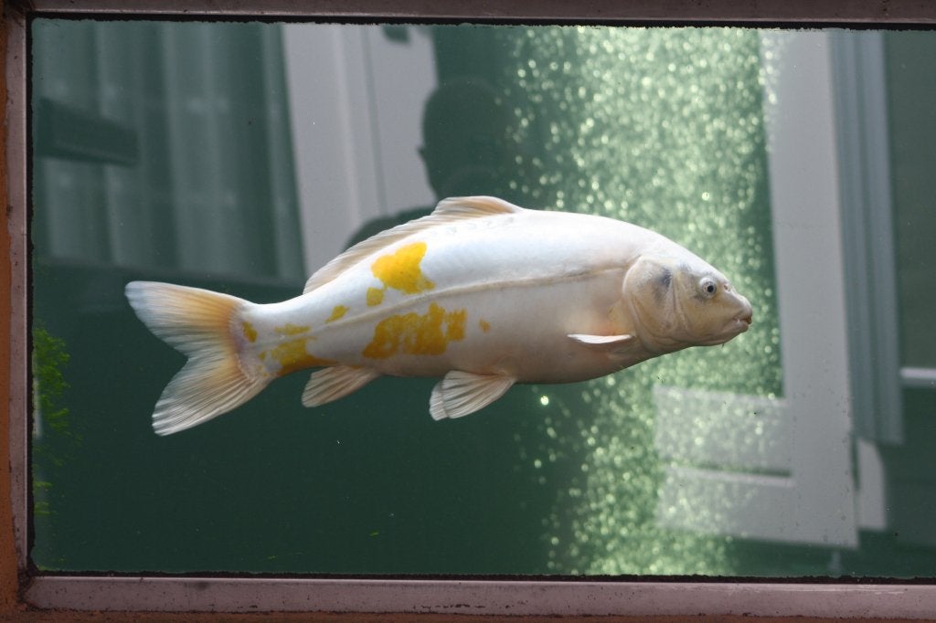 koi Hariwake, Karper of Koi
