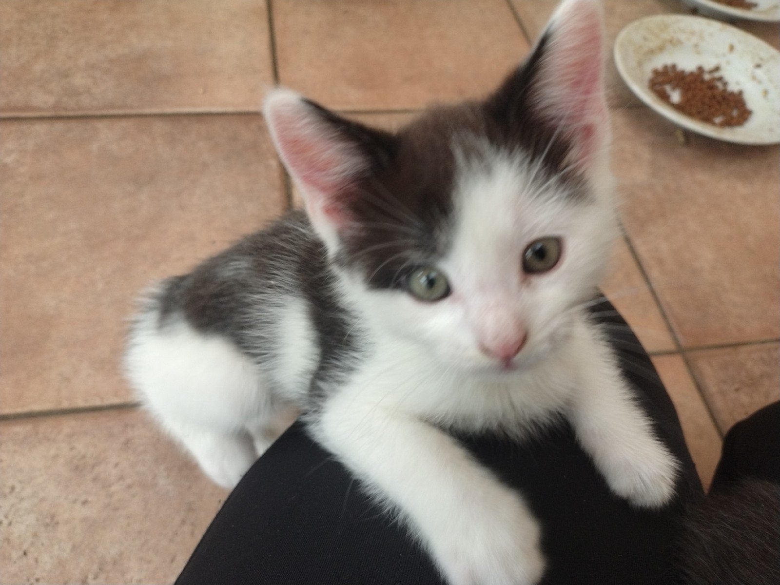 Te koop: kittens Maine Coon x Europese korthaar, Meerdere dieren, 0 tot 2 jaar