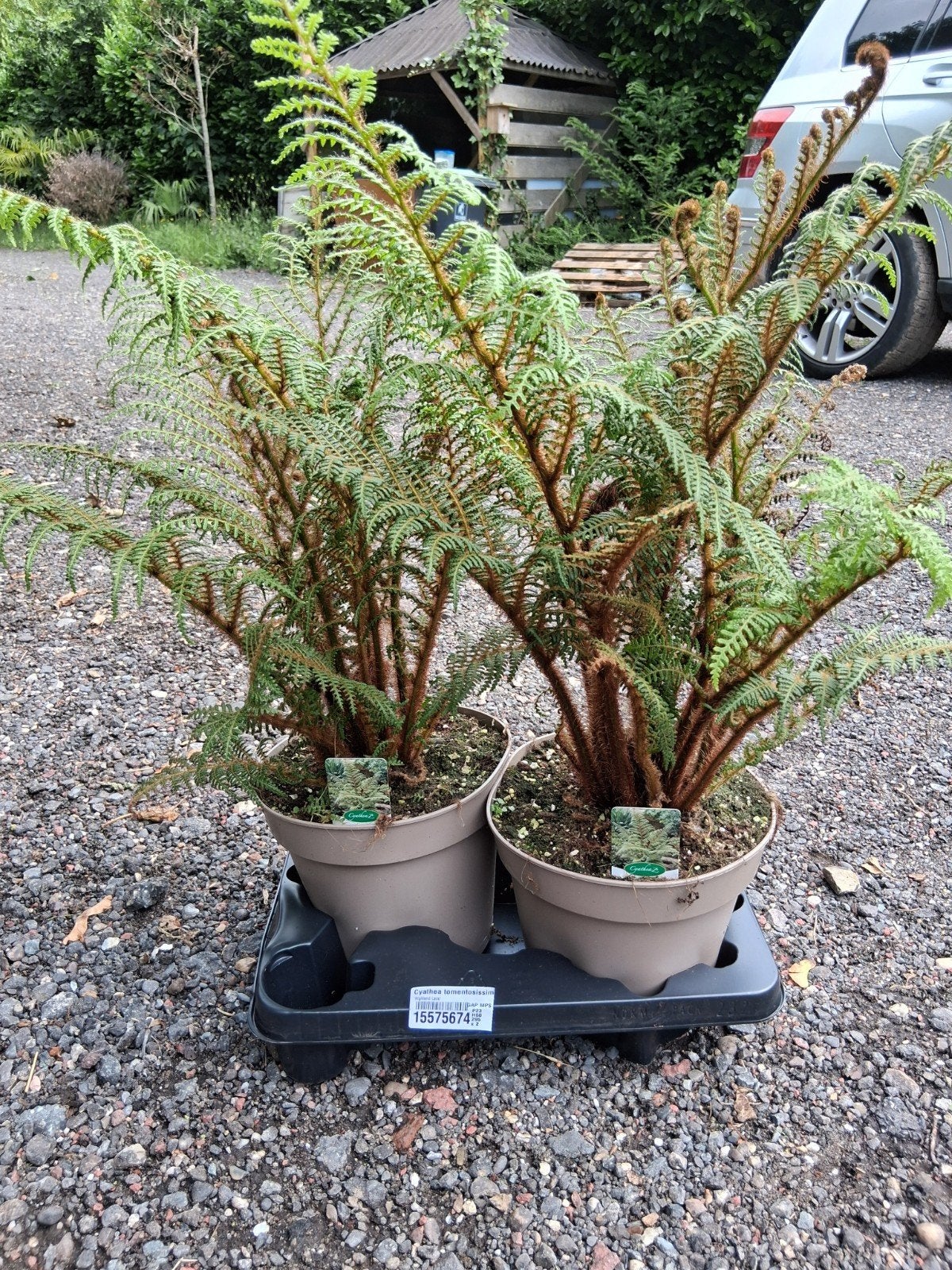 Cyathea tomentosissim, Ophalen of Verzenden, Overige soorten, Volle zon