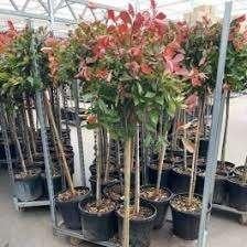 photunia Fraseri Red Robin, Ophalen, Klimplanten, Halfschaduw