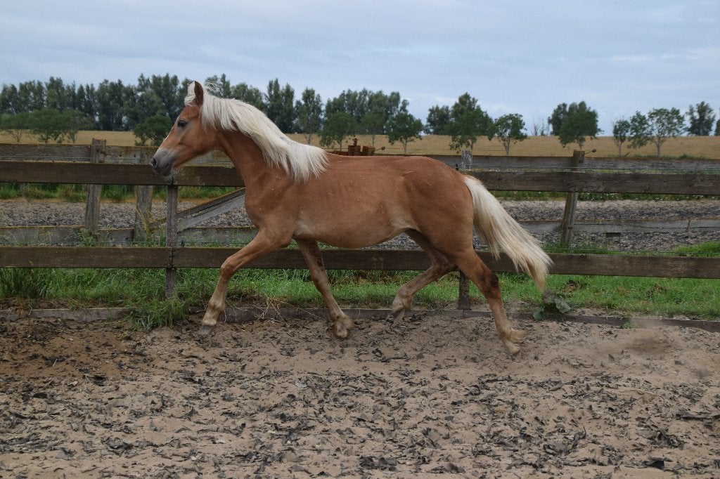 VEILING!!! Jaarling haflinger hengst 1m33hoog € 1450,-, Dieren en Toebehoren, Pony's, Hengst, Onbeleerd, C pony (1.27m tot 1.37m)