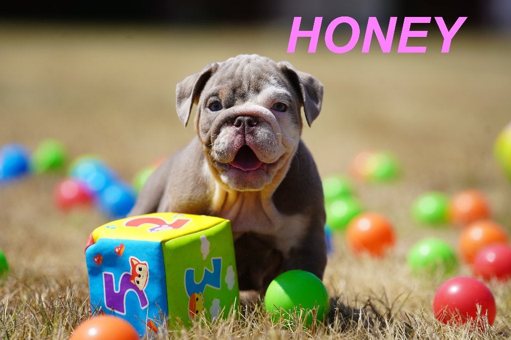 Prachtige en gezonde Engelse Bulldog puppy', Dieren en Toebehoren, Honden | Bulldogs, Pinschers en Molossers, 8 tot 15 weken, Buitenland