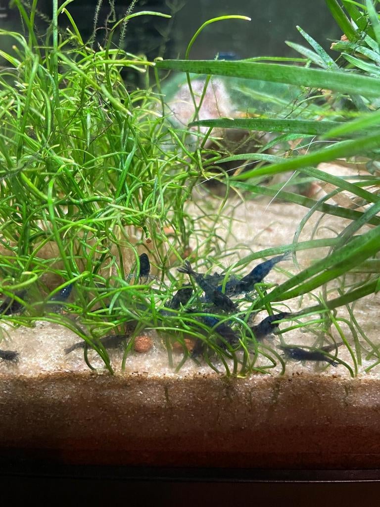 Neocaridina Blue Dream garnalen €1 p/st (min. 10) man/vrouw, Dieren en Toebehoren, Kreeft, Krab of Garnaal, Zoetwatervis, Schoolvis