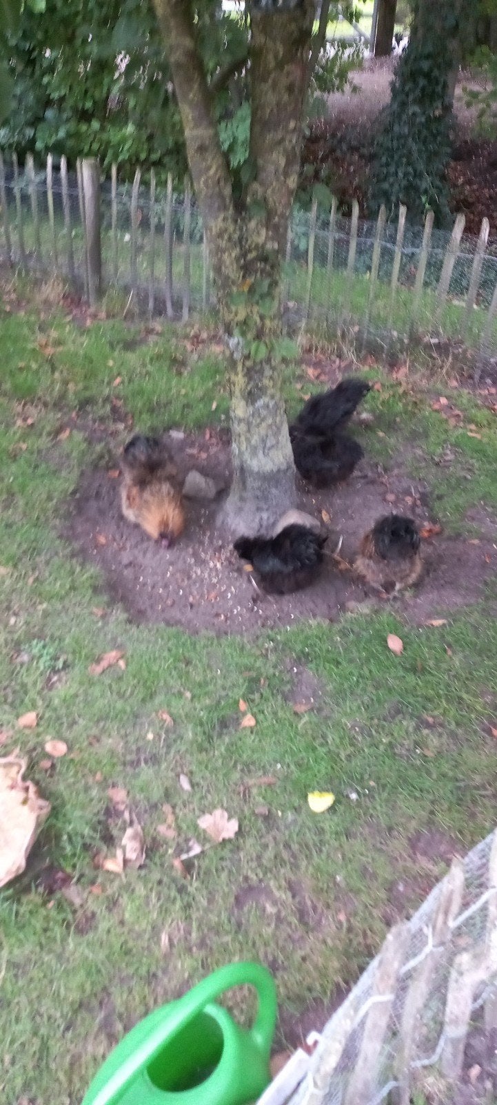 zijdehoenders kippen en hanen gratis ophalen, Dieren en Toebehoren, Meerdere dieren, Kip