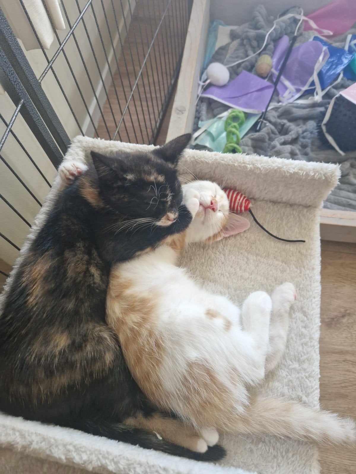 2 lieve kittens te koop, Dieren en Toebehoren, Meerdere dieren