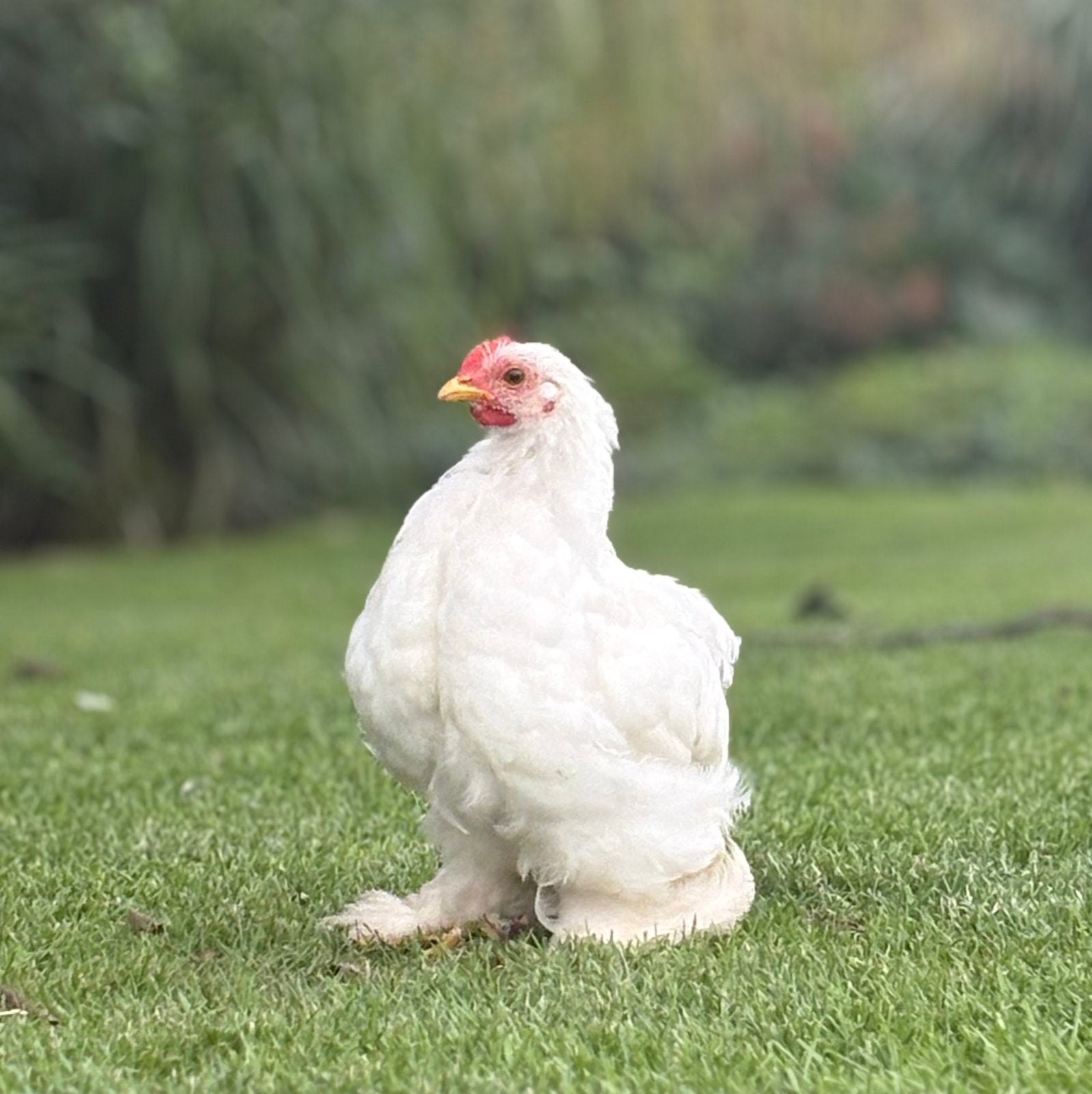 Cochin kriel hanen, Dieren en Toebehoren, Mannelijk, Kip