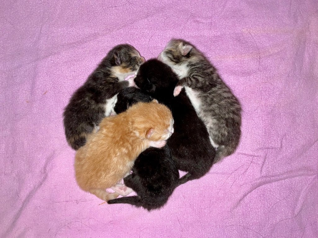 Ragdoll - Britse Korthaar x Perzische kittens [Fluffy Mix], Meerdere dieren, 0 tot 2 jaar