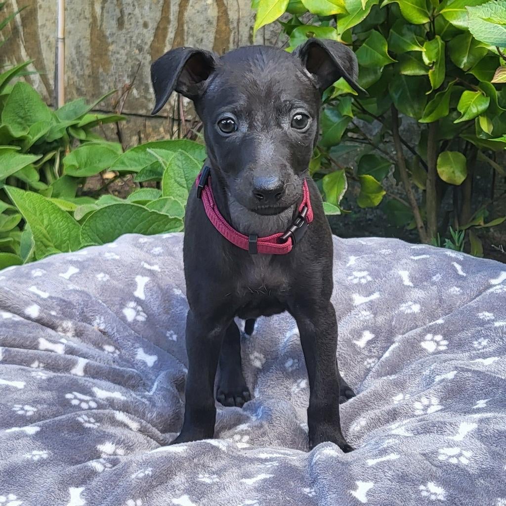 Whiggy pups (Whippet x Italiaans Windhondje), Dieren en Toebehoren, Whippet, 8 tot 15 weken, Meerdere, Meerdere dieren