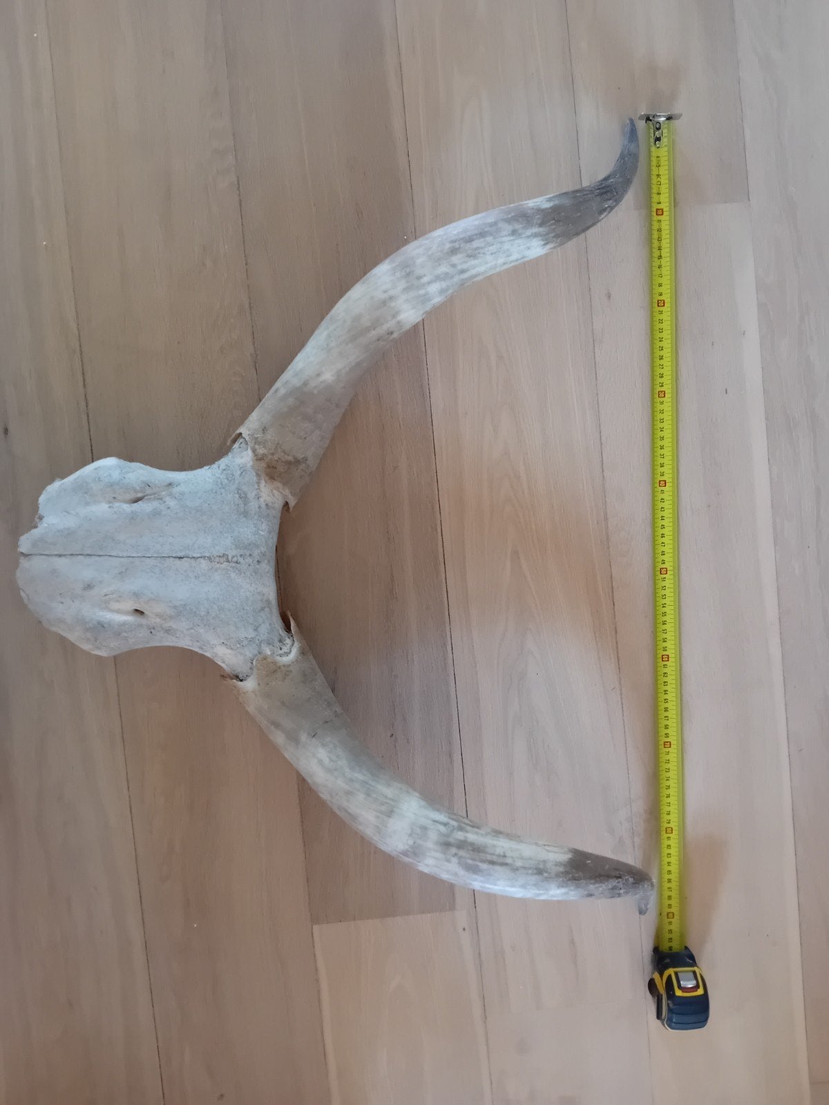 gewei van een waterbuffel, Verzenden, Gebruikt