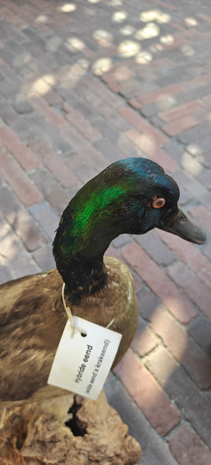 Prachtige opgezette eend, Verzamelen, Ophalen of Verzenden, Zo goed als nieuw, Vogel, Opgezet dier