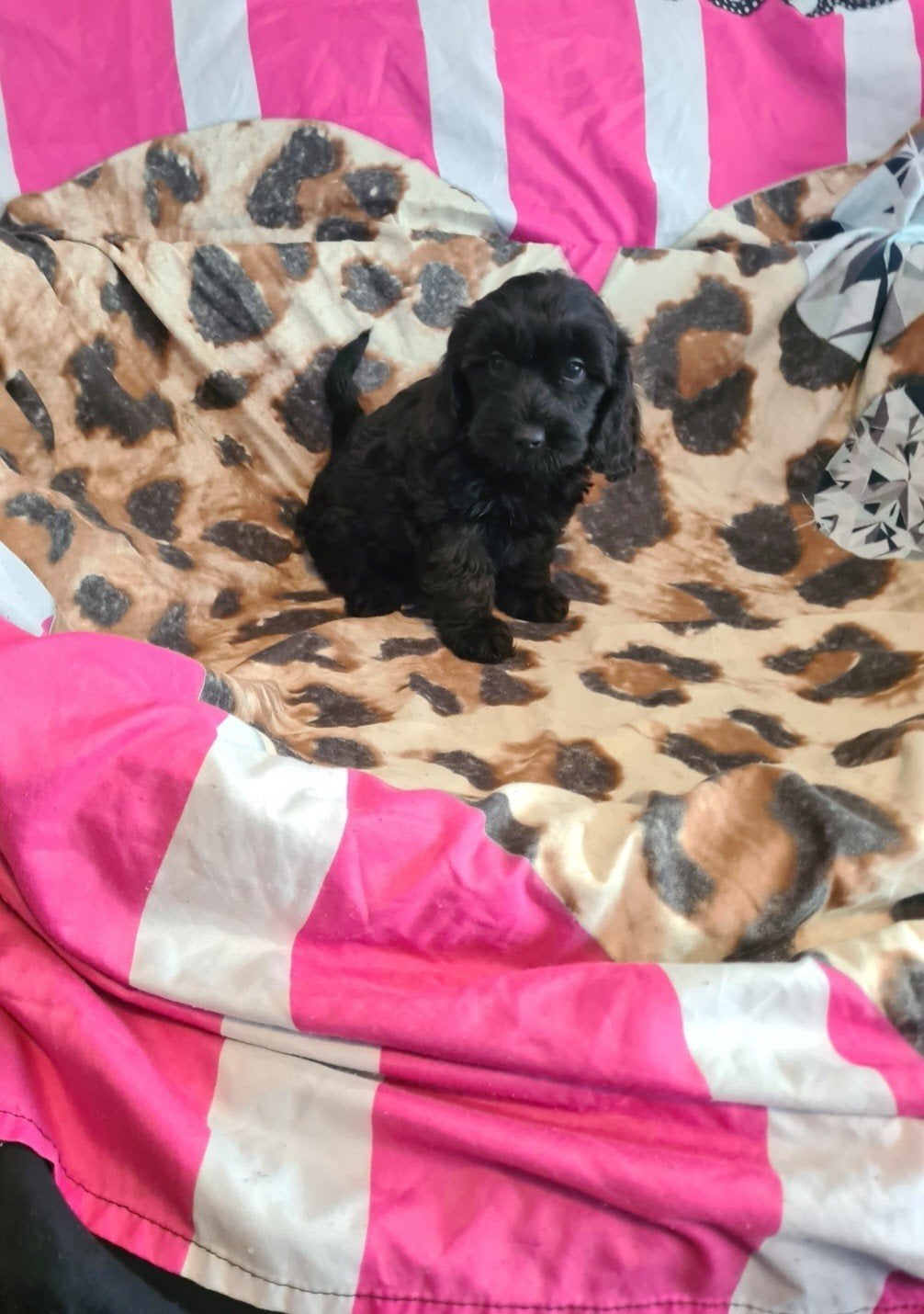 Dwergteckel x poedel puppies. Doxiepoo!, Parvo, 8 tot 15 weken, Meerdere, Nederland