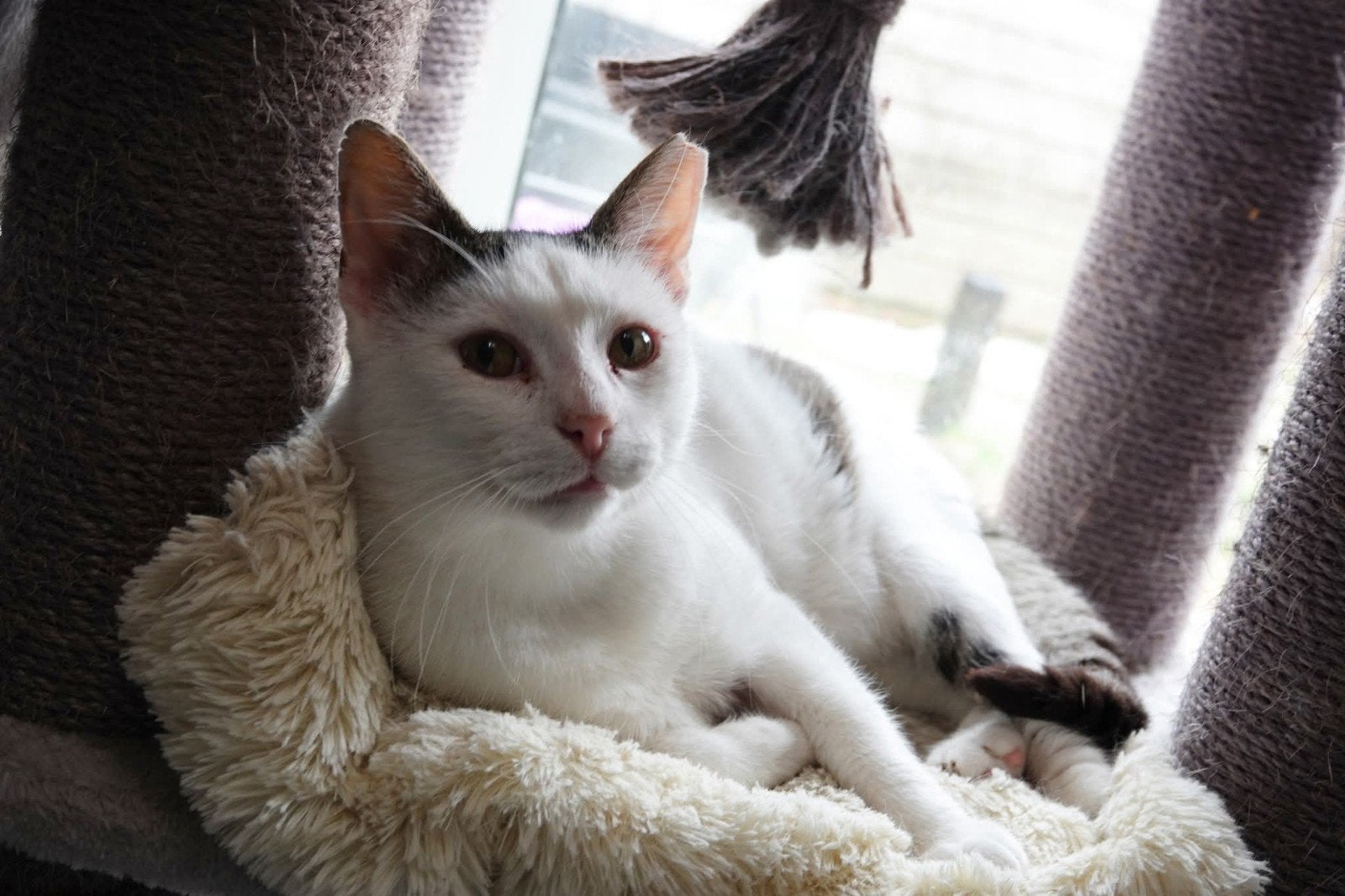 figo een ontzettende lieve kater van 2jaar, Kater, Kortharig, 0 tot 2 jaar