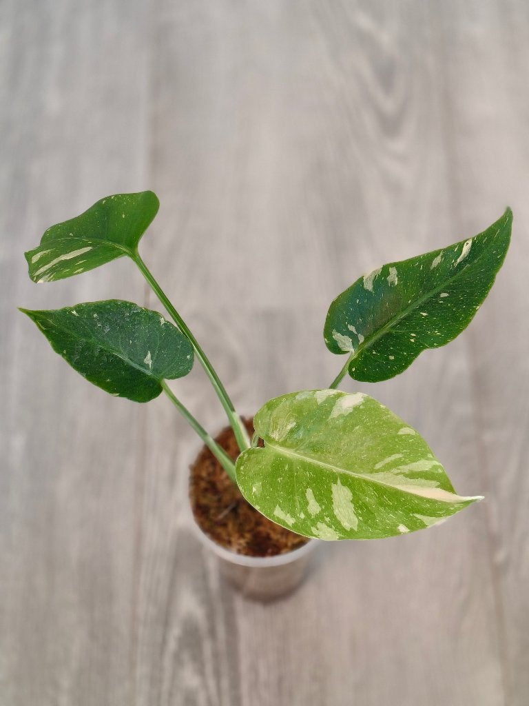 Monstera Thai Mutation, Ophalen of Verzenden, Overige soorten, Halfschaduw, Minder dan 100 cm