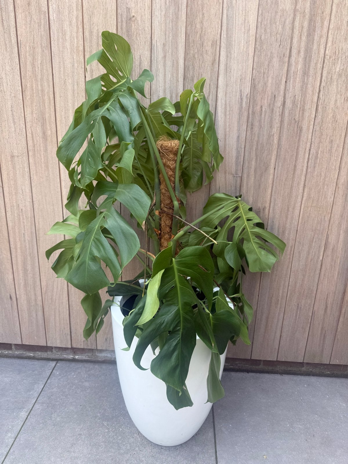 Grote Monstera met mosstok, Huis en Inrichting, Kamerplanten, Ophalen, 100 tot 150 cm, Overige soorten, Halfschaduw