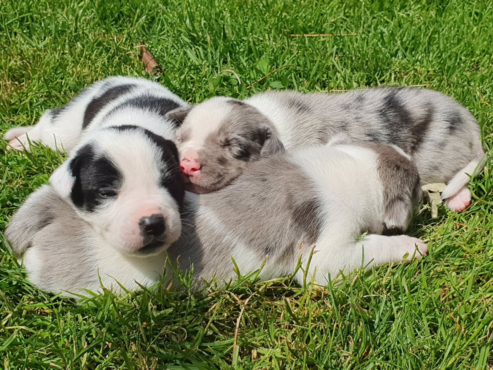 Border Collie kruising pups, Dieren en Toebehoren, Honden | Herdershonden en Veedrijvers, Parvo, 8 tot 15 weken, Collie, Meerdere
