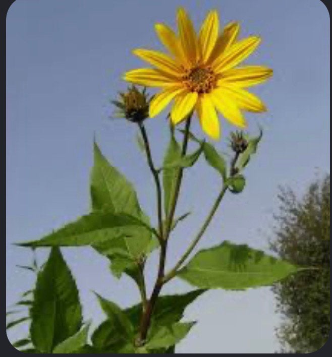 Aardpeertjes, Ophalen, Gehele jaar, Volle zon, Knol